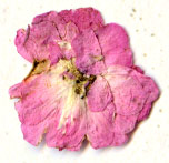 Розовенький цветочек